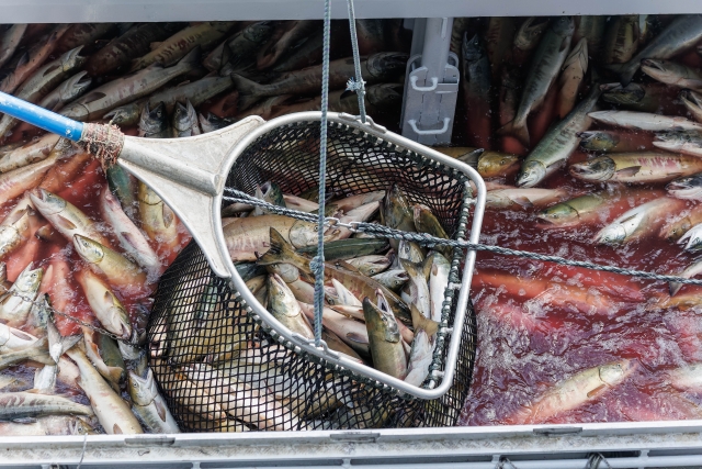 漁港 魚