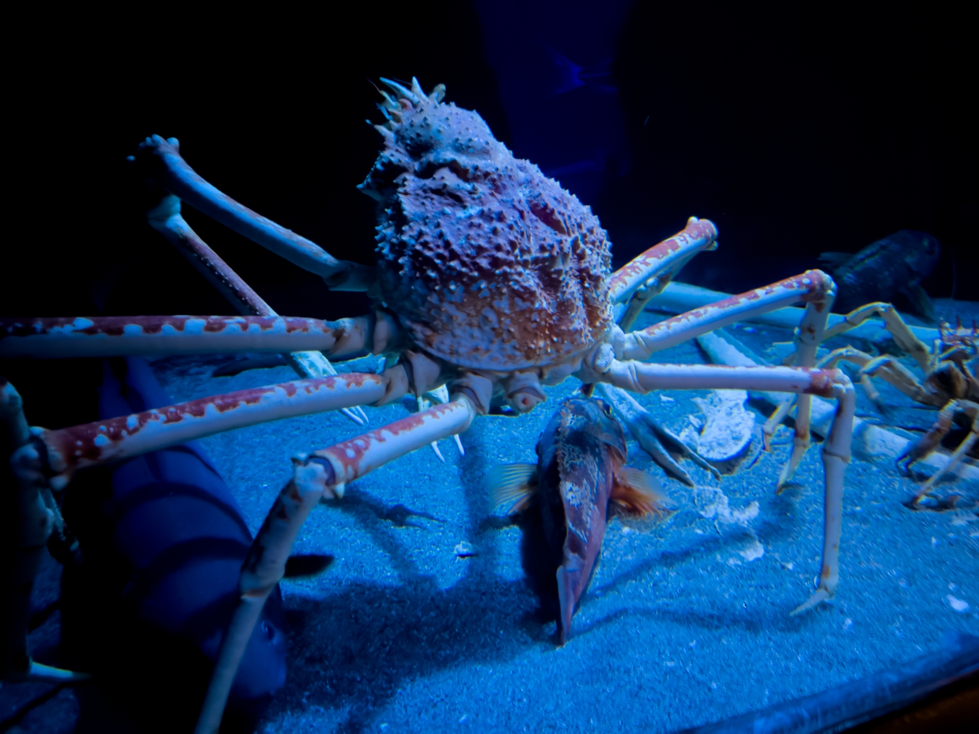 頭のラッシュの危険にさらされる要因は何ですか?