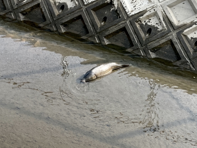 干上がった川に残された魚