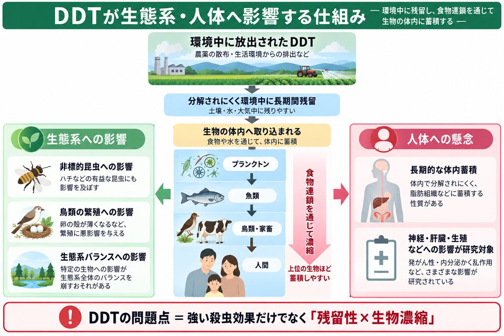 DDTが環境中に長期間残留し、プランクトンから魚類、鳥類・家畜、人間へ食物連鎖を通じて濃縮・蓄積され、生態系や人体へ影響する仕組みを示した図解。