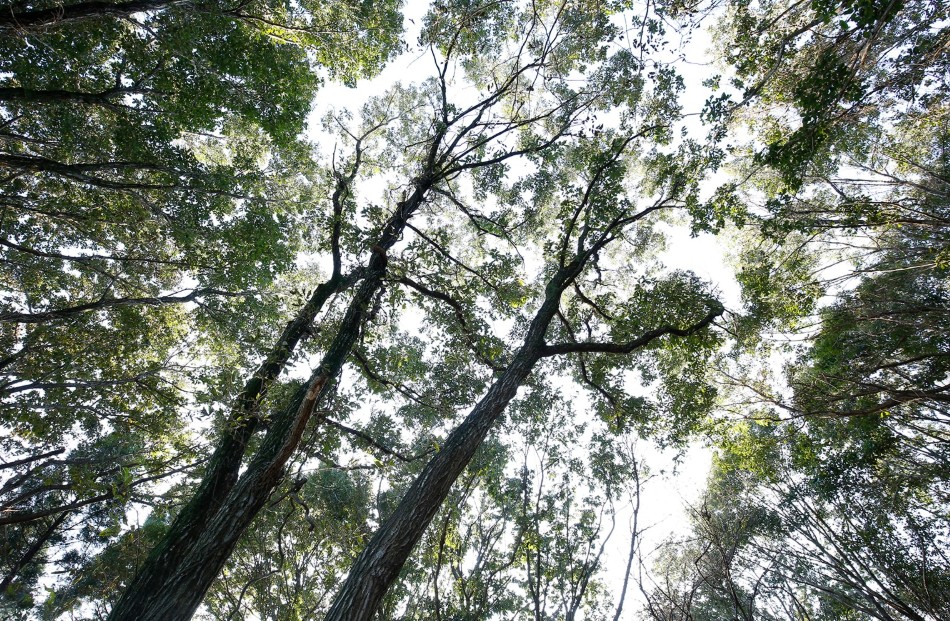 高く伸びた木々